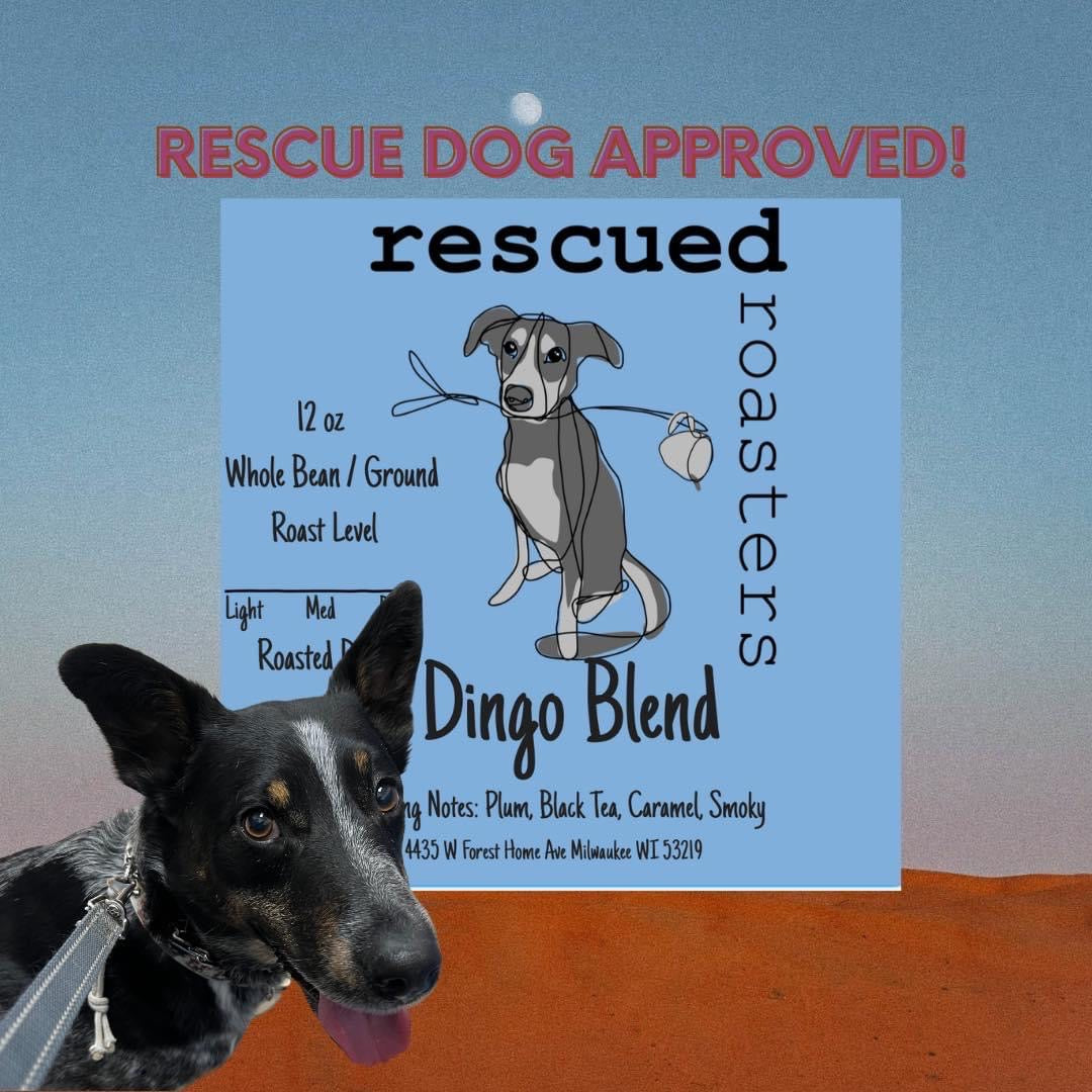 Dingo Dog